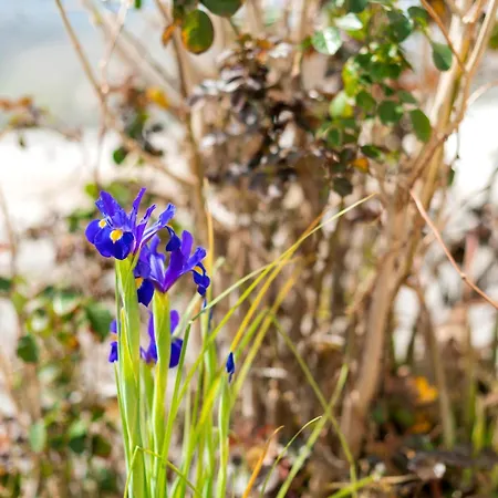 Case de vacanță Conchiglia