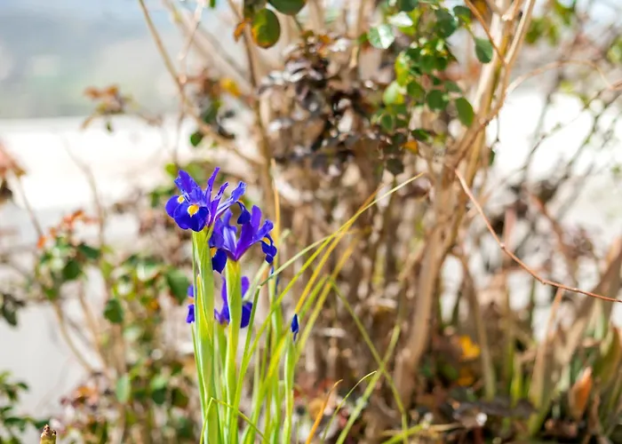 Hébergement de vacances Conchiglia